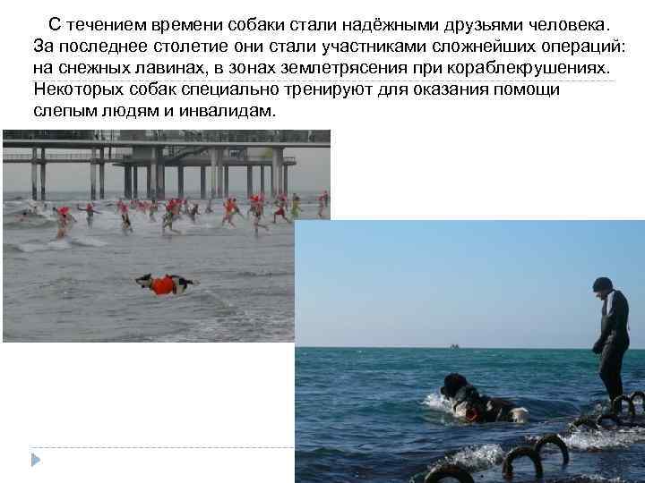  С течением времени собаки стали надёжными друзьями человека. За последнее столетие они стали