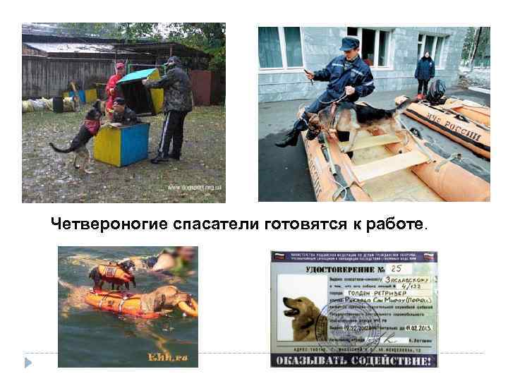 Четвероногие спасатели готовятся к работе. 
