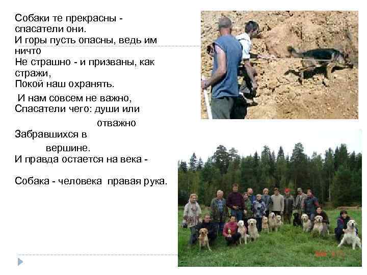  Собаки те прекрасны - спасатели они. И горы пусть опасны, ведь им ничто
