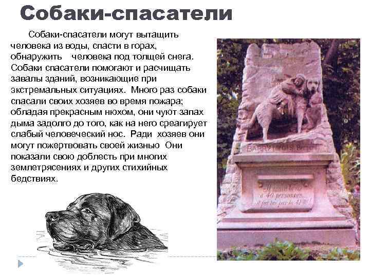 Собаки-спасатели могут вытащить человека из воды, спасти в горах, обнаружить человека под толщей снега.