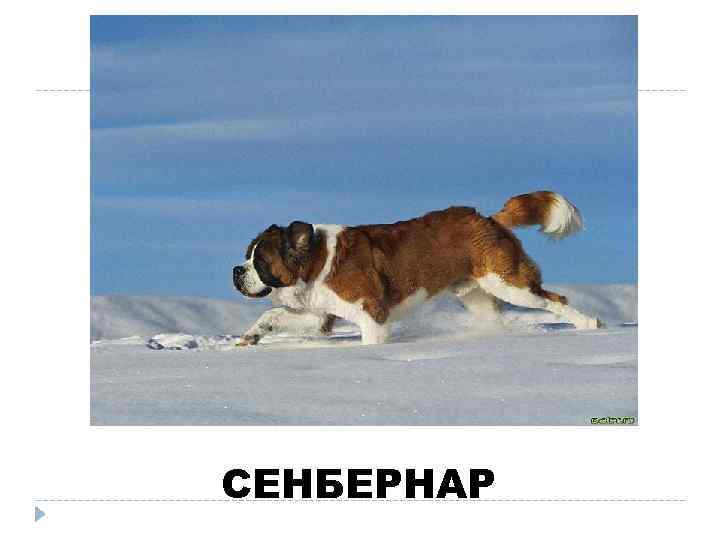 СЕНБЕРНАР 