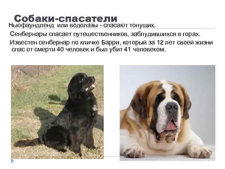 Собаки-спасатели Ньюфаундленд или водолазы - спасают тонущих. Сенбернары спасает путешественников, заблудившихся в горах. Известен