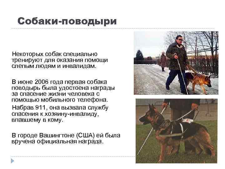 Собаки-поводыри Некоторых собак специально тренируют для оказания помощи слепым людям и инвалидам. В июне