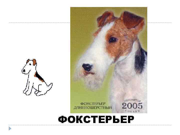 ФОКСТЕРЬЕР 