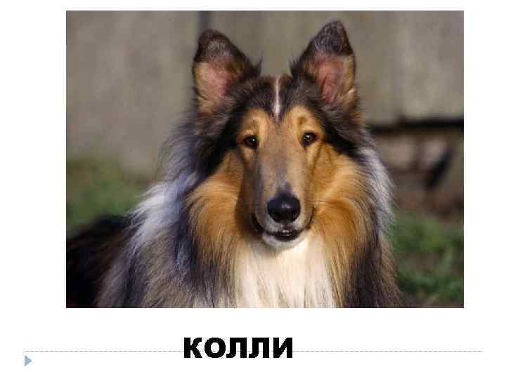 КОЛЛИ 