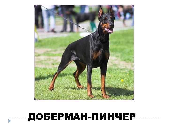 ДОБЕРМАН-ПИНЧЕР 