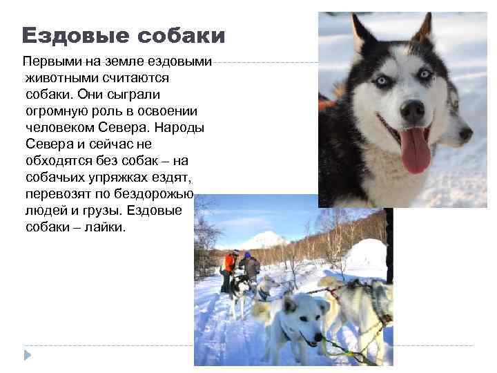 Ездовые собаки Первыми на земле ездовыми животными считаются собаки. Они сыграли огромную роль в