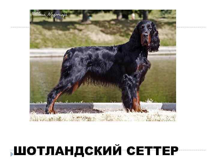 ШОТЛАНДСКИЙ СЕТТЕР 