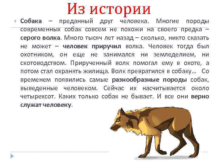 Из истории Собака – преданный друг человека. Многие породы современных собак совсем не похожи