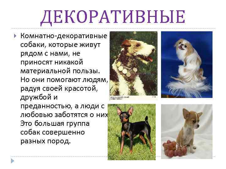 ДЕКОРАТИВНЫЕ Комнатно-декоративные собаки, которые живут рядом с нами, не приносят никакой материальной пользы. Но