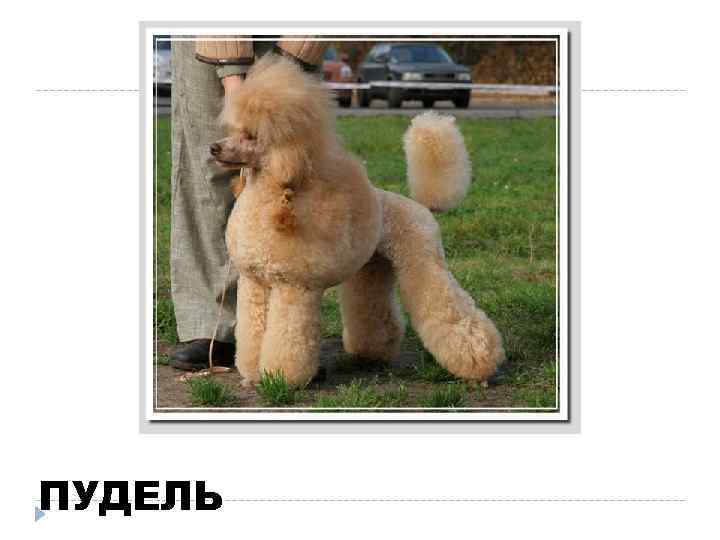 ПУДЕЛЬ 