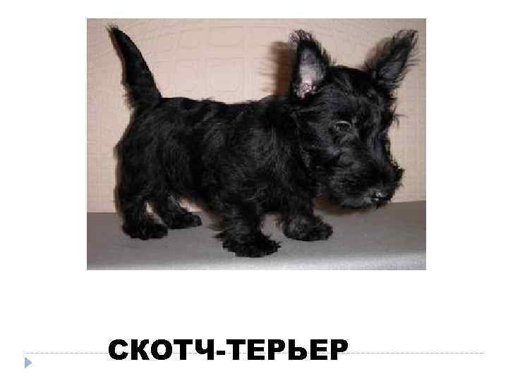 СКОТЧ-ТЕРЬЕР 