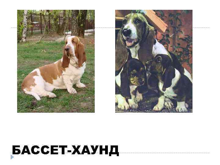 БАССЕТ-ХАУНД 