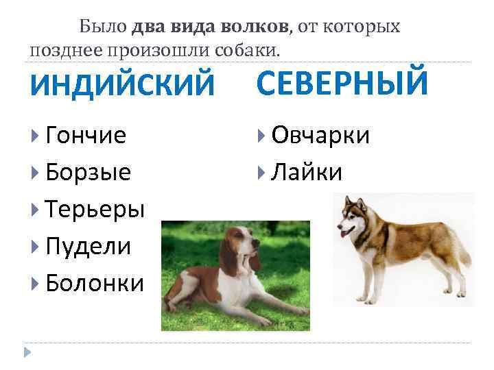 Было два вида волков, от которых позднее произошли собаки. ИНДИЙСКИЙ СЕВЕРНЫЙ Гончие Овчарки Борзые
