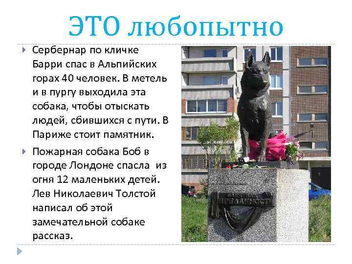 ЭТО любопытно Сербернар по кличке Барри спас в Альпийских горах 40 человек. В метель