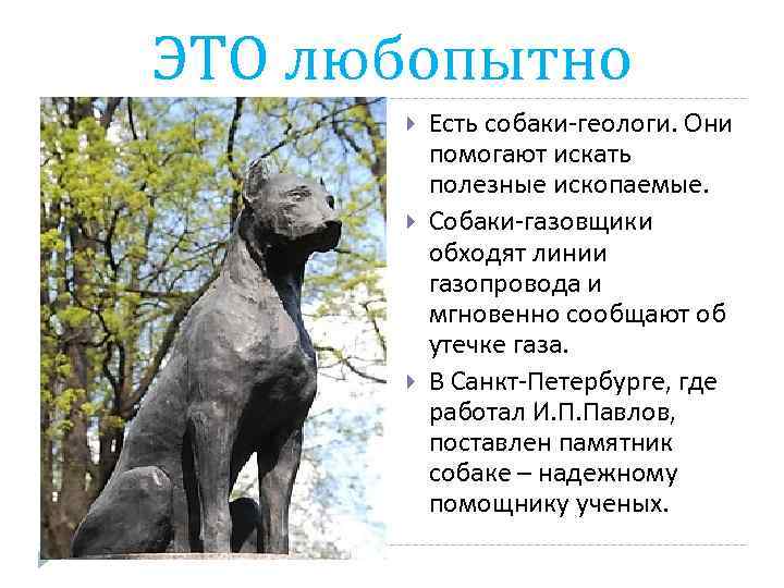 ЭТО любопытно Есть собаки-геологи. Они помогают искать полезные ископаемые. Собаки-газовщики обходят линии газопровода и