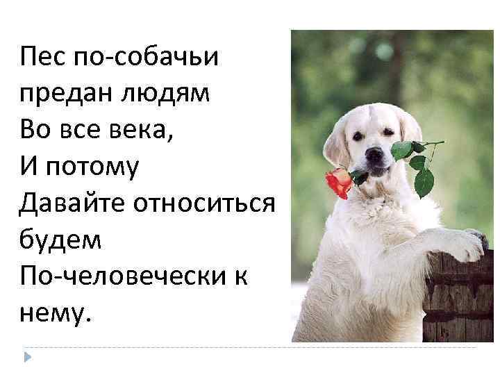Пес по-собачьи предан людям Во все века, И потому Давайте относиться будем По-человечески к