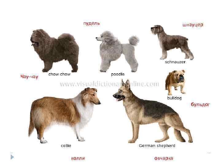 пудель шнауцер Чау-чау бульдог колли овчарка 