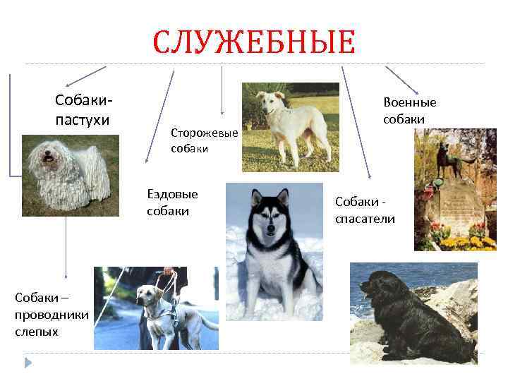 СЛУЖЕБНЫЕ Собакипастухи Сторожевые собаки Ездовые собаки Собаки – проводники слепых Военные собаки Собаки спасатели