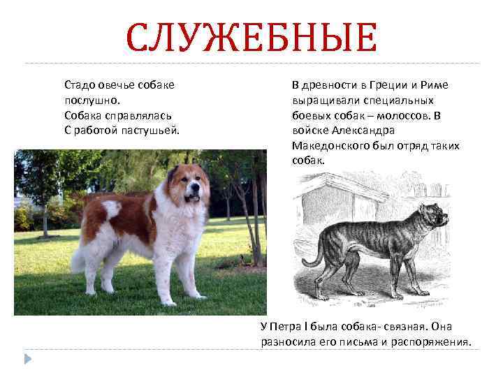 СЛУЖЕБНЫЕ Стадо овечье собаке послушно. Собака справлялась С работой пастушьей. В древности в Греции