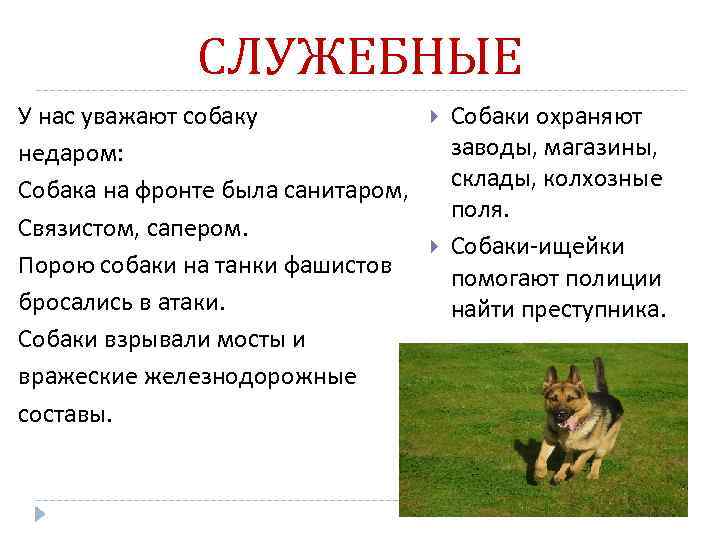 СЛУЖЕБНЫЕ У нас уважают собаку недаром: Собака на фронте была санитаром, Связистом, сапером. Порою