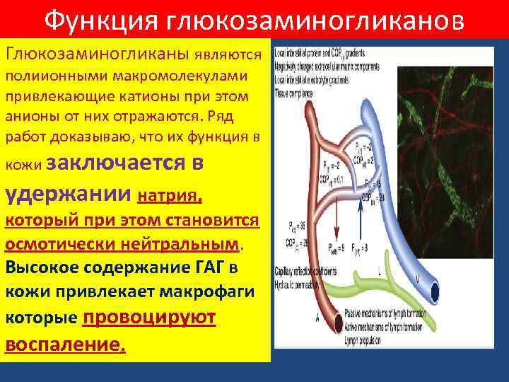 Функция глюкозаминогликанов Глюкозаминогликаны являются полиионными макромолекулами привлекающие катионы при этом анионы от них отражаются.