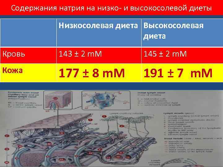 Содержания натрия на низко- и высокосолевой диеты Низкосолевая диета Высокосолевая диета Кровь 143 ±