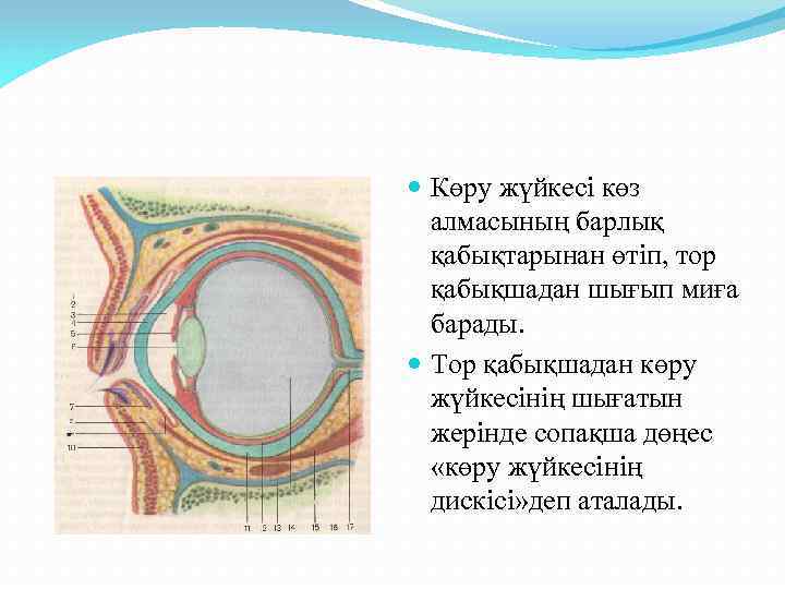 Көз оптикалық жүйе көздiң көру кемшіліктері және оларды түзету әдiстері 8 сынып презентация