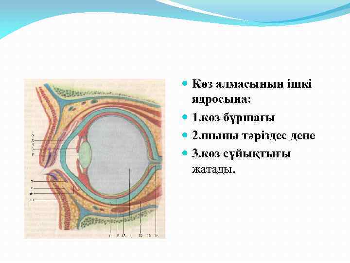  Көз алмасының ішкі ядросына: 1. көз бұршағы 2. шыны тәріздес дене 3. көз