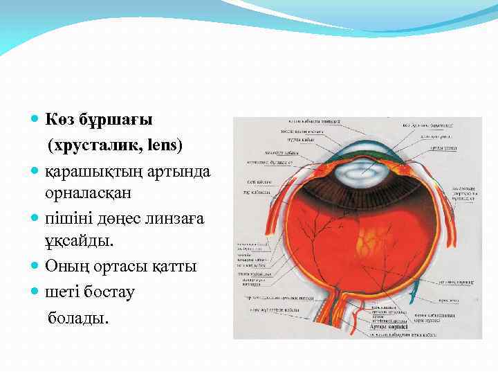  Көз бұршағы (хрусталик, lens) қарашықтың артында орналасқан пішіні дөңес линзаға ұқсайды. Оның ортасы