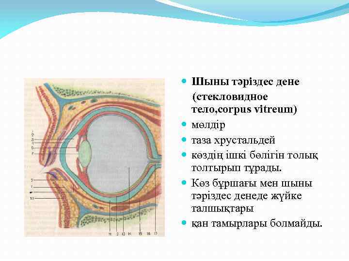  Шыны тәріздес дене (стекловидное тело, corpus vitreum) мөлдір таза хрустальдей көздің ішкі бөлігін