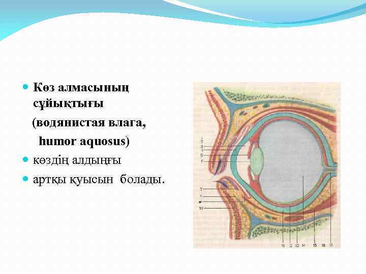 Көз оптикалық жүйе көздiң көру кемшіліктері және оларды түзету әдiстері 8 сынып презентация