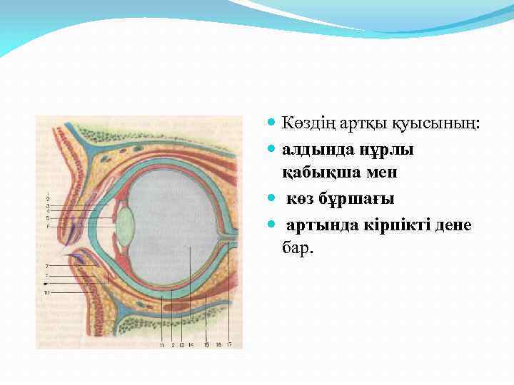 Көз оптикалық жүйе көздiң көру кемшіліктері және оларды түзету әдiстері 8 сынып презентация