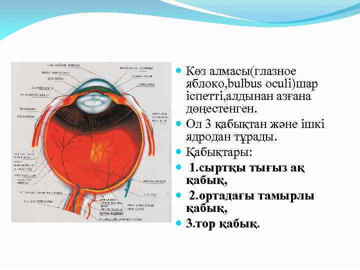 Көз оптикалық жүйе көздiң көру кемшіліктері және оларды түзету әдiстері 8 сынып презентация