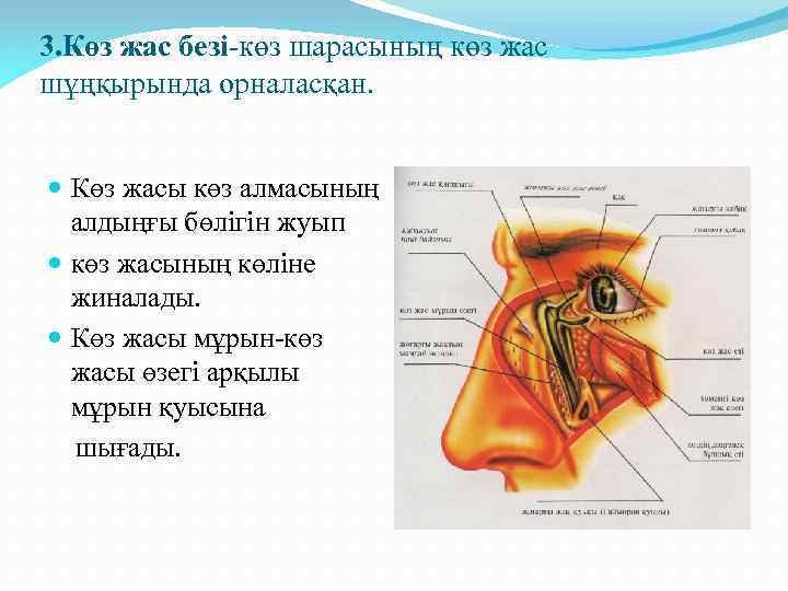 3. Көз жас безі-көз шарасының көз жас шұңқырында орналасқан. Көз жасы көз алмасының алдыңғы