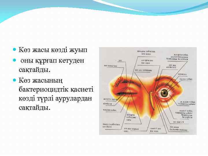  Көз жасы көзді жуып оны құрғап кетуден сақтайды. Көз жасының бактериоцидтік қасиеті көзді