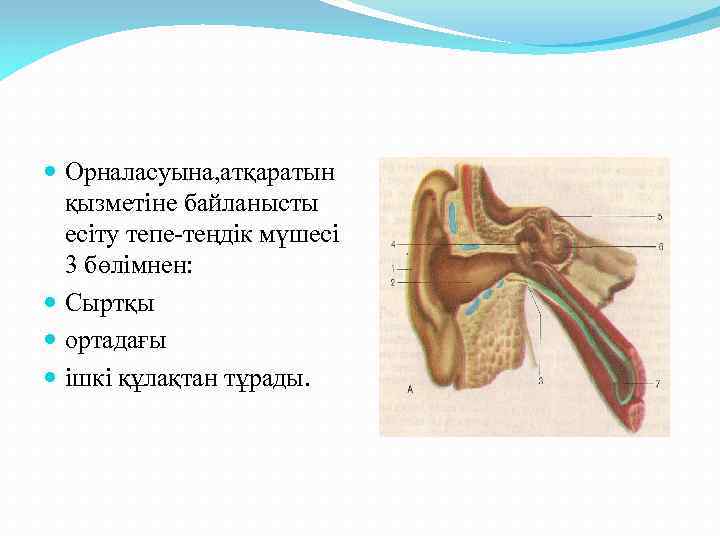 Көз оптикалық жүйе көздiң көру кемшіліктері және оларды түзету әдiстері 8 сынып презентация