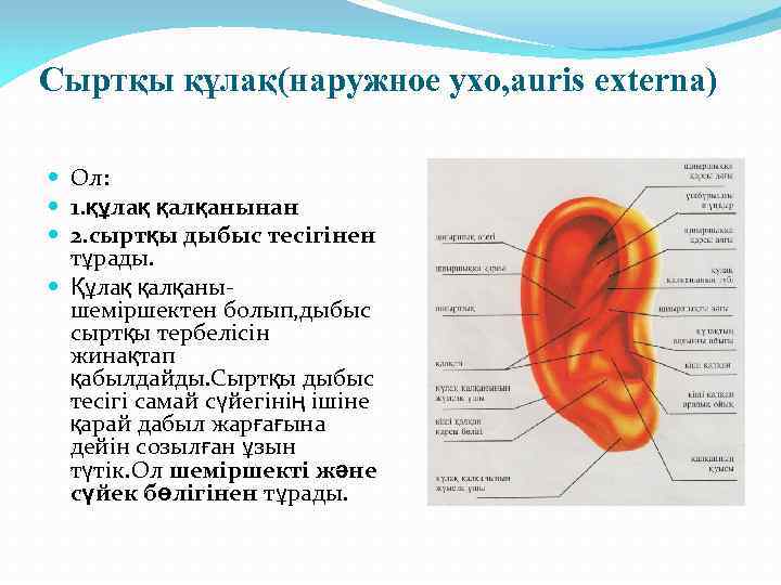 Сыртқы құлақ(наружное ухо, auris externa) Ол: 1. құлақ қалқанынан 2. сыртқы дыбыс тесігінен тұрады.