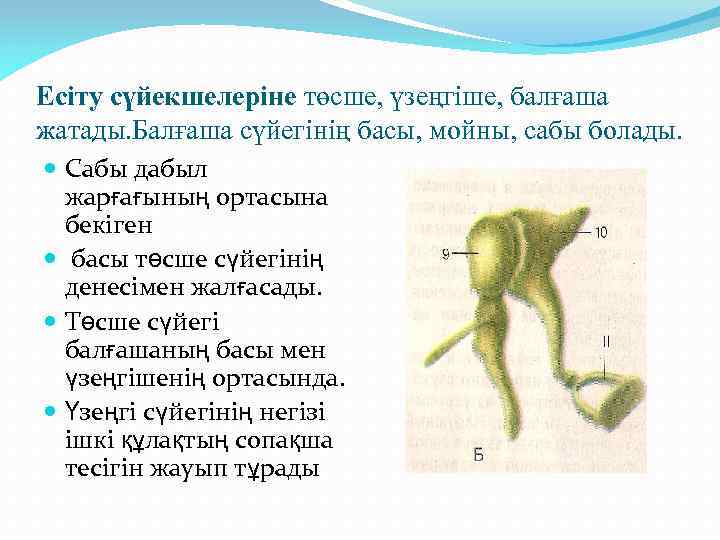 Есіту сүйекшелеріне төсше, үзеңгіше, балғаша жатады. Балғаша сүйегінің басы, мойны, сабы болады. Сабы дабыл