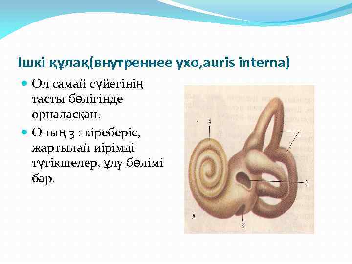 Ішкі құлақ(внутреннее ухо, auris interna) Ол самай сүйегінің тасты бөлігінде орналасқан. Оның 3 :