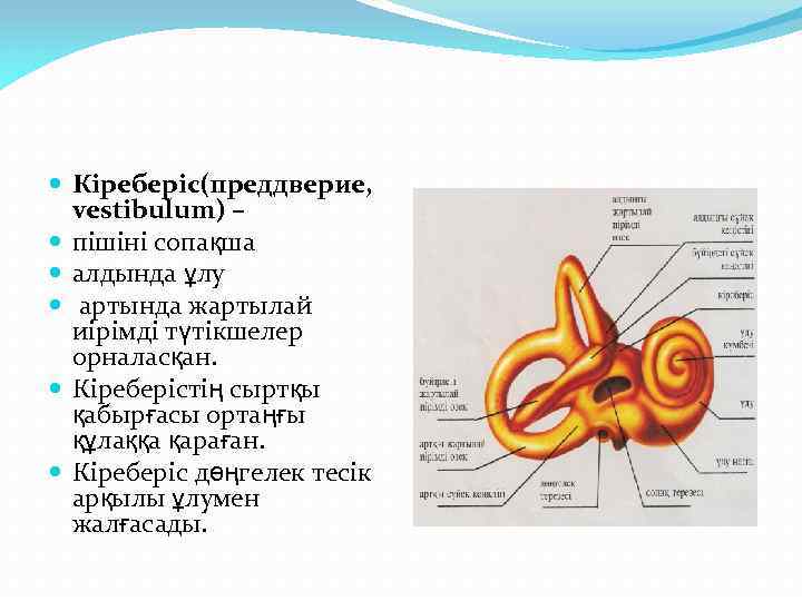  Кіреберіс(преддверие, vestibulum) – пішіні сопақша алдында ұлу артында жартылай иірімді түтікшелер орналасқан. Кіреберістің