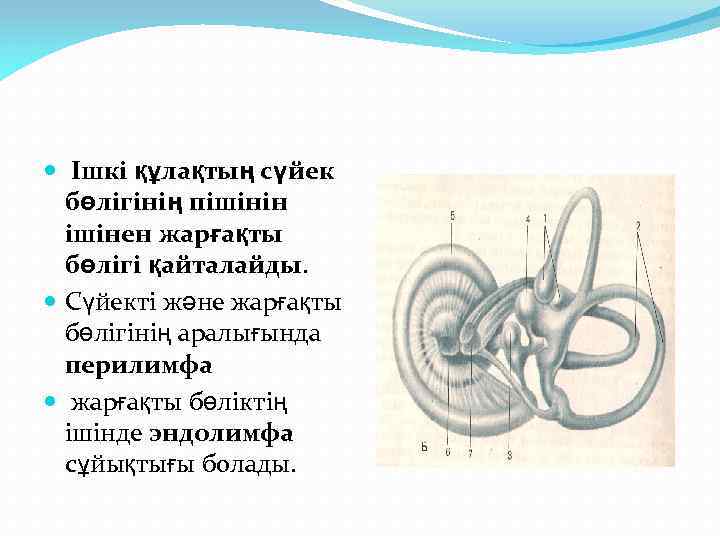  Ішкі құлақтың сүйек бөлігінің пішінін ішінен жарғақты бөлігі қайталайды. Сүйекті және жарғақты бөлігінің