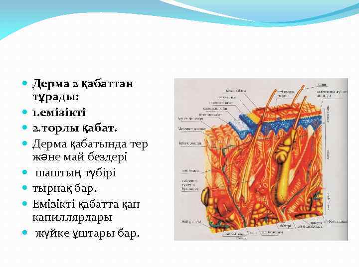 Тері анатомиясы презентация