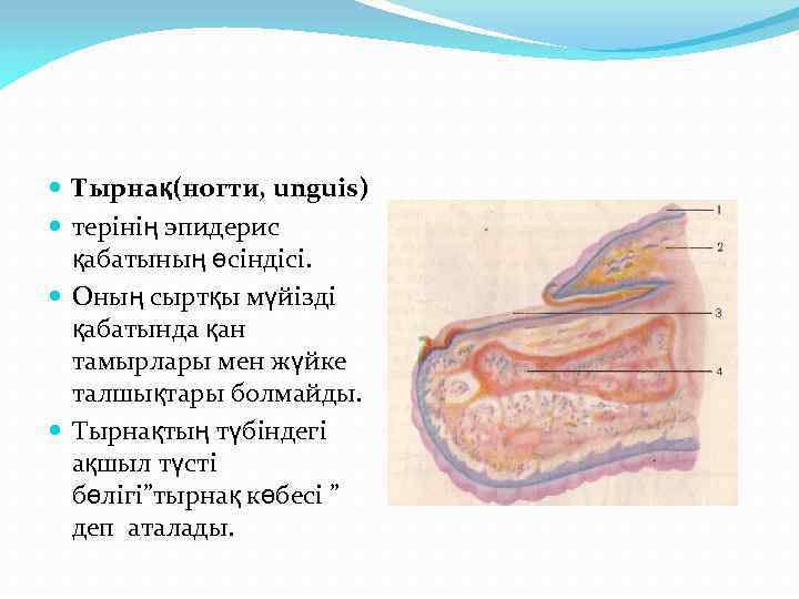  Тырнақ(ногти, unguis) терінің эпидерис қабатының өсіндісі. Оның сыртқы мүйізді қабатында қан тамырлары мен