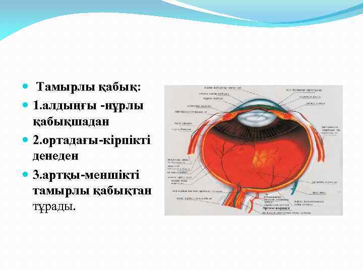 Көз оптикалық жүйе көздiң көру кемшіліктері және оларды түзету әдiстері 8 сынып презентация