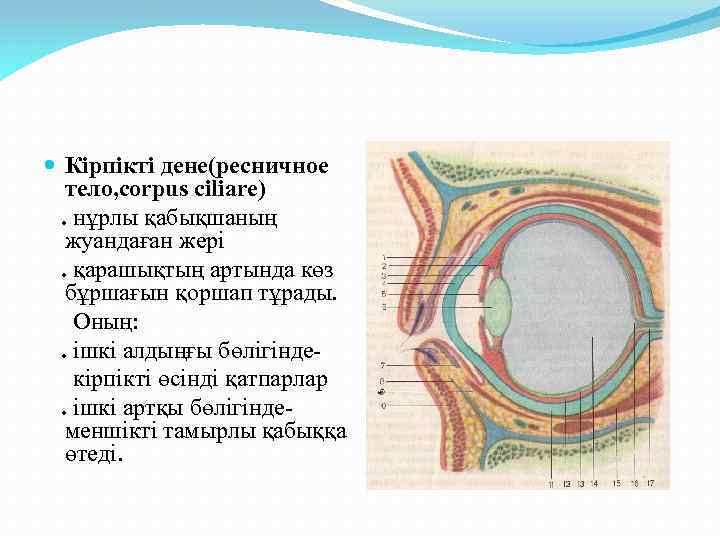 Ресничное тело фото