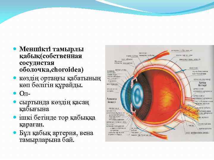 Көз оптикалық жүйе көздiң көру кемшіліктері және оларды түзету әдiстері 8 сынып презентация