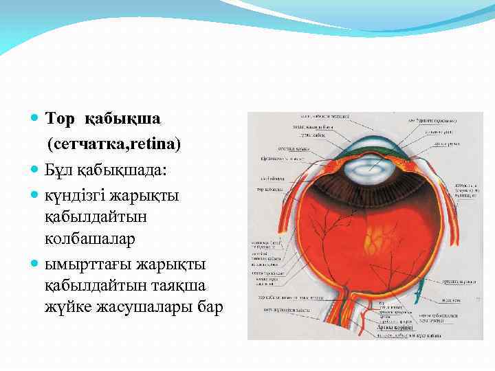  Тор қабықша (сетчатка, retina) Бұл қабықшада: күндізгі жарықты қабылдайтын колбашалар ымырттағы жарықты қабылдайтын