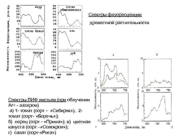 Спектры флуоресценции древестной растительности Спектры ЛИФ листьев (при облучении Ar+ - лазером) а) 1