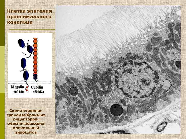 Клетка эпителия проксимального канальца Схема строения трансмембранных рецепторов, обеспечивающих апикальный эндоцитоз 